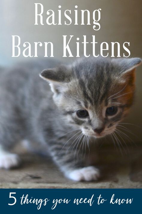 Things Everyone Should Know, Raising Kittens, Kitten House, Raising Farm Animals, Cat Hacks, Cat Care Tips, Kitten Care, Mama Cat, Cat Facts