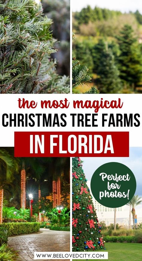 Florida Gifts, Christmas In Florida, Christmas Tree Farms, Christmas Travel Destinations, Amazing Christmas Trees, Florida Images, Best Christmas Tree, Florida Travel Guide, Florida Adventures