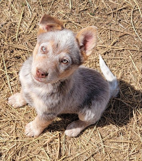 Chocolate Heeler, Canine Reference, Blue Healer, Heeler Dogs, Austrailian Cattle Dog, Heeler Dog, Heeler Puppies, Blue Heelers, Big Dog Breeds