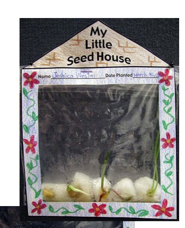 Spring Book 10: The Tiny Seed - Mom Envy The Tiny Seed Craft, Tiny Seed Activities, Agriculture Education Lessons, Agriculture Classroom, Jewelry Poster, Eric Carle Activities, Seed Craft, Preschool Garden, The Tiny Seed