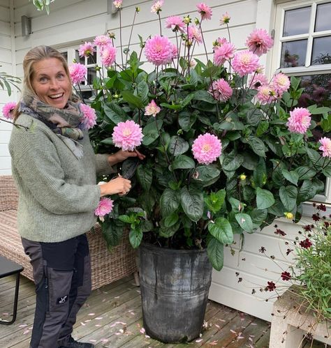 Growing Dahlias In Pots Dahlias In Pots, Dahlia Flower Garden, Planting Dahlias, Growing Dahlias, Container Gardening Flowers, Garden Veggies, Garden Containers, Container Flowers, Flower Planters