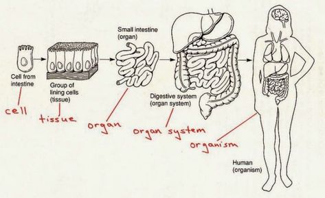 cells>tissue>organ>organ system>organism #humanbodysystem #human #body #system #anchor #chart Campfire Curriculum, Body Systems Middle School, Homeschool Goals, Teaching Cells, Human Body System, Tissue Biology, Human Body Worksheets, Science Homeschool, Medical Assistant Student