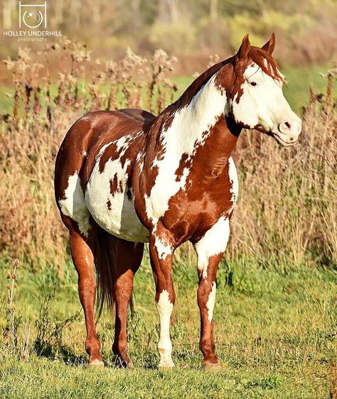 Horse Art Ideas, American Paint Horse, Paint Horses, Painted Horses, Pinto Horse, Red Horse, Horse Inspiration, Paint Horse, Quarter Horses