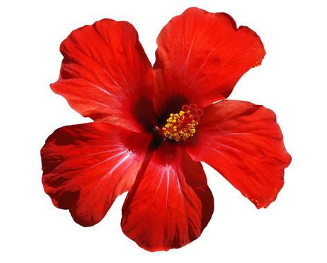 Flower Fillers, Hawaii Flowers, Decor Flowers, Red Flower, Home Home, Hibiscus, Hawaii, For Women, Yellow