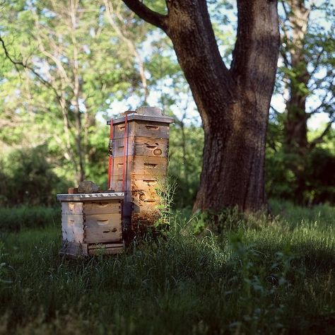 Bee boxes, my great-grandfather Charles Edward Welch was a bee keeper. He supplied everyone in the community with honey. Bees House, Bee Skeps, Big Farm, Bee Hives, Bee Boxes, Bee Keeper, Garden Lawn, Honey Bees, Save The Bees