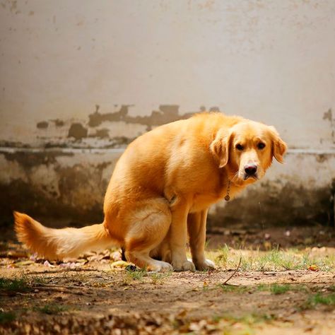 This Is Why Dogs Spin Around Before They Poop Dog Pee, Family Handyman, Dogs Pooping, Dog Runs, Pet Hacks, Crazy Dog, Dog Health, Dog Pictures, Pet Owners