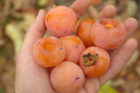 Persimmon Information compiled by Katie J. Savage Scientific name: Diospyros virginiana Ebony family (Ebenaceae) Persimmon trees are native to Indiana as well as most of Native America. Persimmon ... Persimmon Seeds, American Persimmon, Persimmon Tree, Persimmon Fruit, Fruit Seeds, Sugar Plum, Small Trees, Persimmon, Planting Seeds