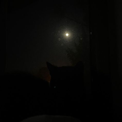 my darling ebony staring at the moon <3 Cat Looking At Moon, Staring At The Moon, My Darling, Marauders Era, The Moon, Celestial Bodies, Moon