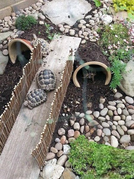 Turtle Area Outside, Greek Tortoise Habitat Indoor, Tartaruga Habitat, Outdoor Tortoise Enclosure, Turtle Enclosure, Turtle Terrarium, Turtle Homes, Tortoise House, Tortoise Enclosure