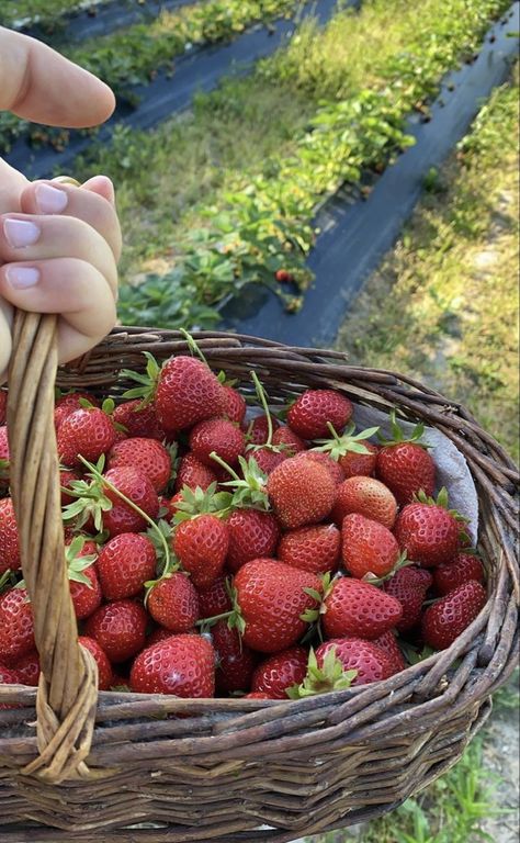 Nature Walk Aesthetic, Granola Lifestyle, Walk Aesthetic, Aesthetic Plants, Strawberry Summer, Berry Picking, Strawberry Picking, American Threads, Plants Green