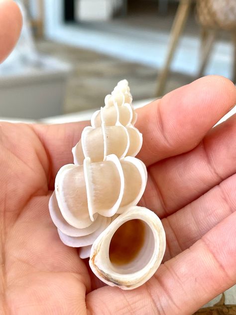 Types Of Seashells, Chambered Nautilus, Beach Wedding White, Seashell Beach, Starfish Decor, Sailors Valentine, Cat's Paw, Coastal Beach Decor, She Sells Seashells