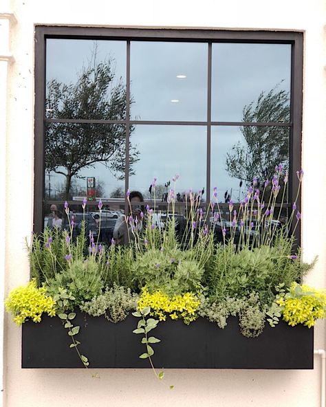 Love the flower boxes at the Magnolia Table restaurant. Window Planter Box Ideas, Planter Box Ideas Outdoor, Plant Window, Balkon Decor, Window Plants, Balcony Flowers, Magnolia Table, Courtyard Gardens Design, Window Box Flowers