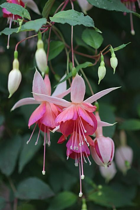 Fuchsia Flower, Fuchsia Flowers, Unusual Flowers, Rare Flowers, The Balcony, Beautiful Flowers Pictures, Unique Flowers, Exotic Flowers, Flower Photos