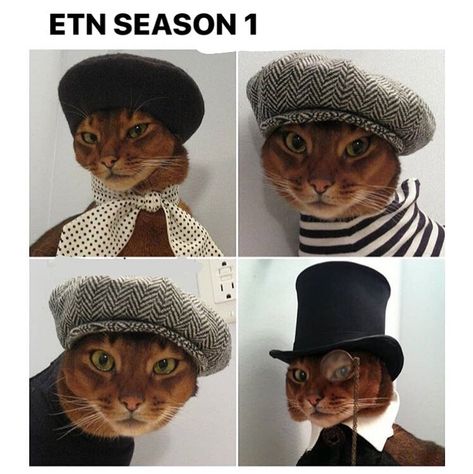 Cats Wearing Hats, Escape The Night, Cat Model, San Michele, Cat Hat, Pet Costumes, Crazy Cat Lady, Crazy Cats, Cool Cats