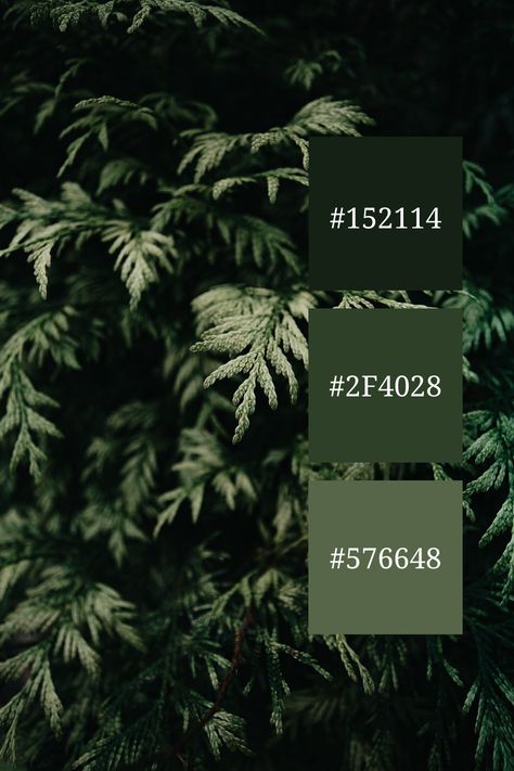 A lush, verdant expanse of evergreen foliage, showcasing a beautiful green color palette. The rich, green hues create a calming and serene atmospher Cool Green Color Palette, Green Palette Colour Schemes, Evergreen Color Palette, Neon Green Color Palette, Dark Green Color Palette, Color Palette Code, Color Scheme Generator, Aesthetic Landscapes, Code Color