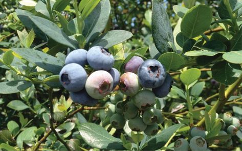 Maximize the Evergreen Approach to Growing Blueberries - Growing Produce Asparagus Garden, Blueberry Varieties, Persian Buttercup, Growing Blackberries, Highbush Blueberry, Aronia Berries, Growing Blueberries, Blueberry Plant, Crab Apple