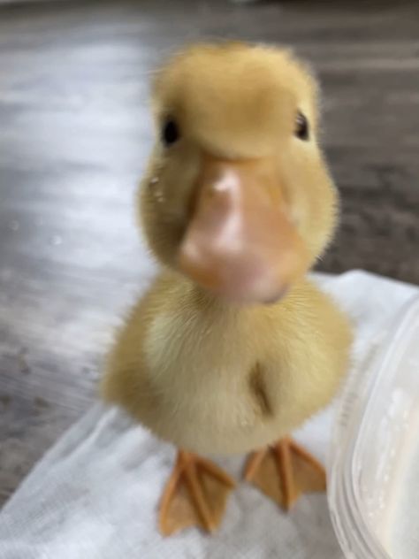 Silly Duck Pictures, Duckling Pictures, Cute Duck Pictures, Cute Duck Pfp, Ducks Cute, Cute Ducks, Duck Pictures, Duck Photo, Pet Ducks