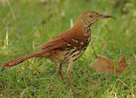 The elusive brown thrasher | Lifestyles | theadanews.com Brown Thrasher Birds, American Tree Sparrow, Florida Birds, Brown Thrasher, Bird Reference, Bushes And Shrubs, Eurasian Sparrowhawk, Northern Flicker, Song Birds