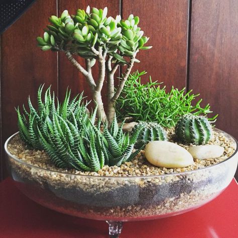 Mini Cactus Garden, Kaktus Dan Sukulen, Dekoratívne Vence, Diy Cactus, Succulent Garden Indoor, Succulent Garden Design, Succulent Garden Diy, Dish Garden, Succulents Decor