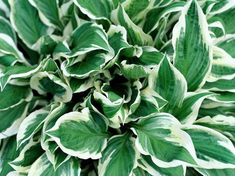 Plants That Love Shade & Acidic Soil | Hunker Plants That Love Shade, Blooming Perennials, Easy Perennials, Plantain Lily, Hosta Varieties, Shade Gardening, Outside Plants, Hosta Plants, Bug Killer