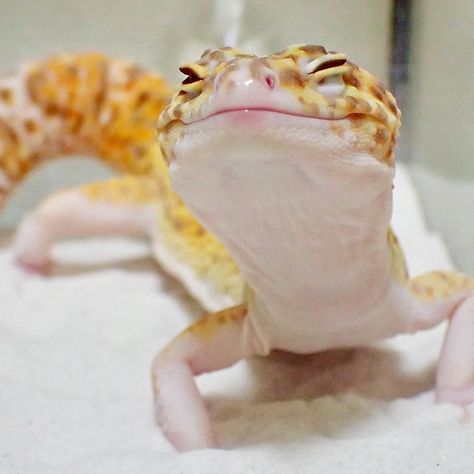 Leopard Gecko Cute, Funny Lizards, Cute Gecko, Cute Lizard, Cute Reptiles, Reptiles Pet, Leopard Gecko, Reptiles And Amphibians, Exotic Pets