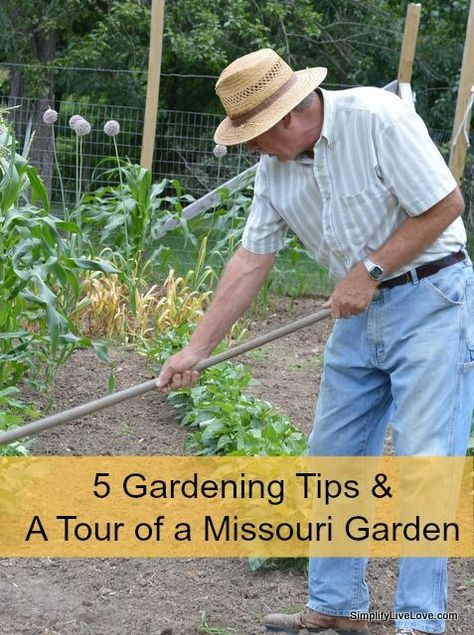 5 Gardening Tips Missouri Gardening, Square Foot Gardening Layout, Window Box Garden, Raised Garden Bed Plans, Square Foot Gardening, Organic Gardening Tips, Growing Fruit, Diy Landscaping, Olive Garden