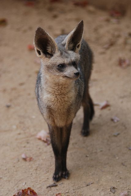 Bat Eared Fox, African Wild Dog, Living Things, Wild Dogs, Cute Fox, Amazing Animals, Wild Things, African Animals, Weird Animals