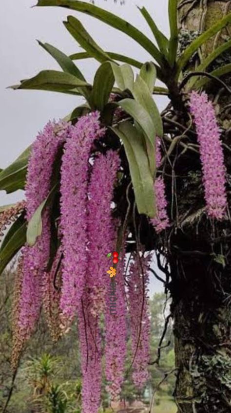 Kopou phool Kopou Phool, Foxtail Orchid, North East India, Scientific Name, Orchid Flowers, Orchid Flower, North East, Orchids, India