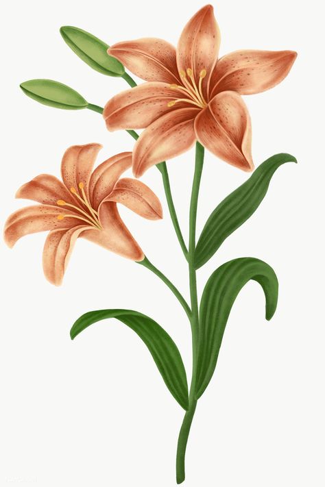 Lily Flower Aesthetic Wallpaper, Lily Flower Aesthetic, Phone Wallpaper Illustration, Flower Aesthetic Wallpaper, Aesthetic Wallpaper Ipad, Vintage Rose Bouquet, Flower Transparent, Leaf Png, Mobile Phone Wallpaper