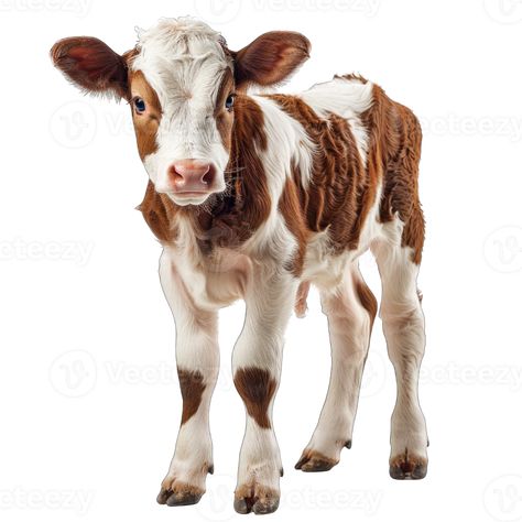 Brown and white Cow baby isolated on transparent background cut out Brown And White Cow, White Backround, Spotted Cow, White Cow, Tree Saw, Wedding People, Heart Tree, Cityscape Photos, Logo Banners