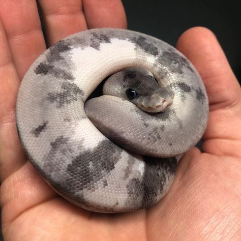 Cute Animal Pics, Sebastian Morgenstern, Crocheted Animals, Pet Snake, Pets Cute, Ball Python, Animal Pics, Portraits From Photos, Snakes