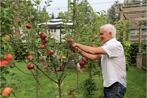 Small Backyard Orchard Layout, Tiny Orchard, Urban Permaculture, Pioneer Living, Home Orchard, Suburban Homestead, Potted Fruit Trees, Landscape Planning, Nut Trees