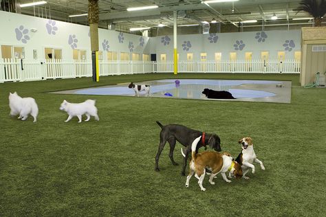 Dog Daycare Design, Dog Daycare Business, Indoor Dog Park, Dog Boarding Facility, Dog Boarding Kennels, Boarding Facility, Indoor Dog Kennel, Dog Kennel Designs, Dog Kennel Cover