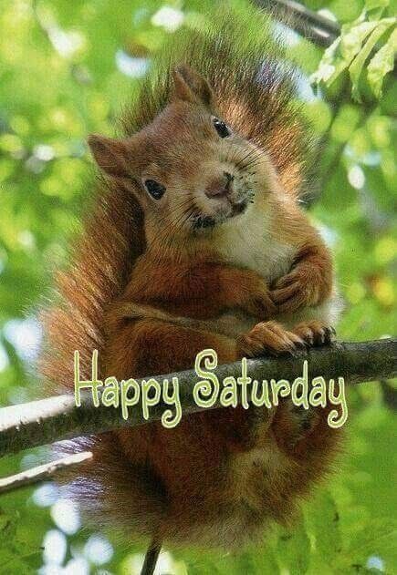 Squirrel Pictures, Cute Squirrel, A Squirrel, Red Squirrel, Cute Animal Pictures, Sweet Animals, Squirrels, Animal Photo, Cute Little Animals