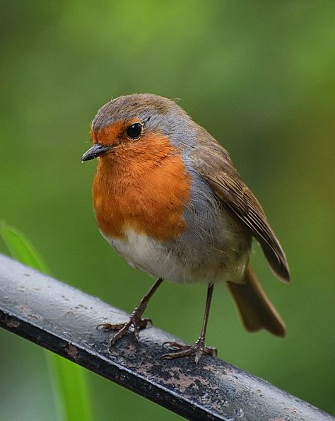 Pretty little robin redbreast. Photos Of Robins, Red Robin Drawing, Robin Bird Aesthetic, Red Robin Tattoo, Robin Reference, Robin Aesthetic, Robin Embroidery, Red Robbin, Robin Illustration