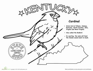 First Grade Animals Life Science Worksheets: Kentucky State Bird Bird Worksheet, Miniature School Supplies, Helping With Homework, Activities Sheets, Bird Coloring Page, Quilt Patterns Easy, Baby Quilt Patterns Easy, Miniature School, Red Crayon