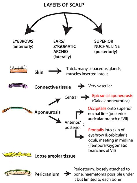 Instant Anatomy - Head and Neck - Areas/Organs - Scalp - Layers Head And Neck Anatomy Notes, Scalp Anatomy Notes, Scalp Anatomy, Head And Neck Anatomy, Anatomy Of The Neck, Anatomy Of The Body, Anatomy Head, Nerve Anatomy, Anatomy Flashcards