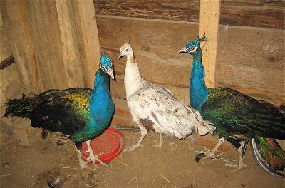 Keeping Peafowl as Pets, Peacock and Peahen Peacock And Peahen, Peacock Crafts, Game Fowl, Animals Care, Cottage Garden Design, Bird Care, Backyard Farming, Farms Living, Hobby Farms