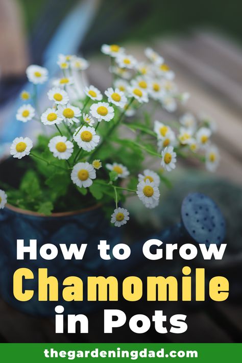 Did you know you can grow chamomile all year, no matter where you live?  Learn How to Grow Chamomile in Pots with easy to follow steps and expert tips!  #chamomile #herbs #gardening Chamomile Plant In Pot, Growing Chamomile Indoors, Potted Chamomile, How To Grow Chamomile, Grow Chamomile, Allotment Planning, Herbal Living, Chamomile Growing, Chamomile Seeds