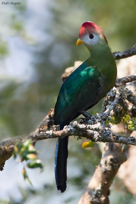 Red Crested Turaco, Art Refence, Turaco Bird, Flying Creatures, Forest Canopy, Curious Creatures, Airbrush Art, African Wildlife, Exotic Birds