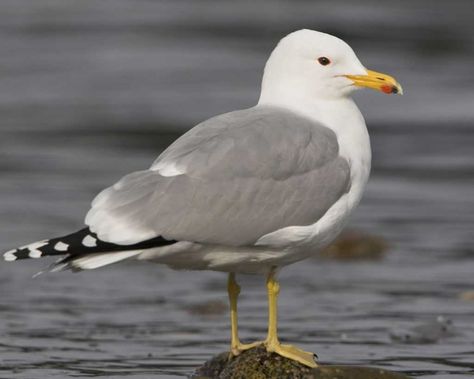 California Gull A Flock Of Seagulls, Flock Of Seagulls, Herring Gull, Sea Gulls, Coastal Birds, Bird Carving, State Birds, Life List, Shorebirds