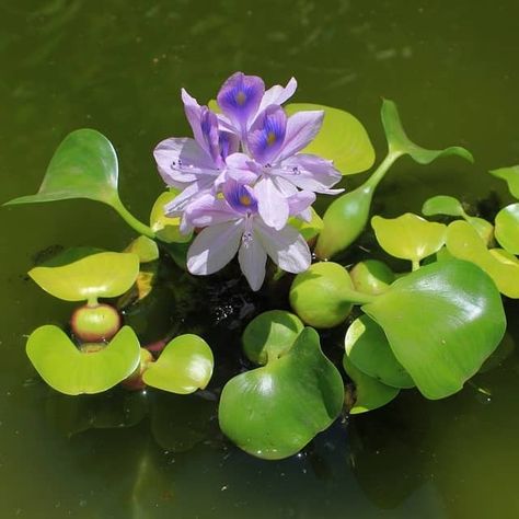 Water Hyacinth Flower, Hyacinth Plant, Floating Pond Plants, Tanaman Air, Hyacinth Flower, Taman Air, Planting Guide, Floating Plants, Pond Plants