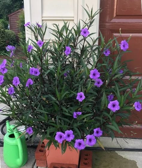 Mexican Petunia, Petunia Plant, نباتات منزلية, Small Patio Garden, Purple Plants, Hanging Plants Indoor, Labuan, Terraria, Hardy Perennials