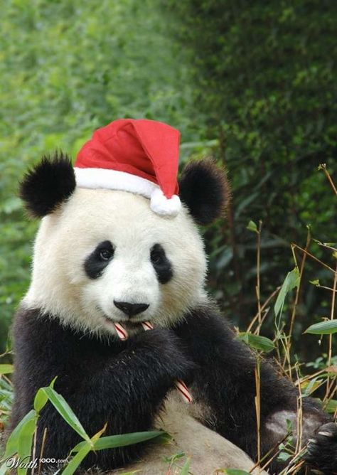 Even the Panda Bear got a hat, and a candy cane........... Panda Love, Giant Panda, Baby Panda, Cute Panda, The Grass, Animal Photo, Christmas Animals, Panda Bear, Animals Beautiful