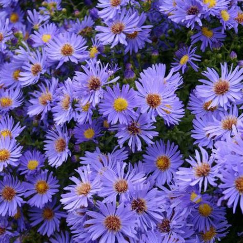 Wood's Blue Blue Aster Flower, October Sky, When To Plant, Aster Flower, Backyard Plants, Fuchsia Flowers, Fall Door Decorations, Low Light Plants, Fall Garden