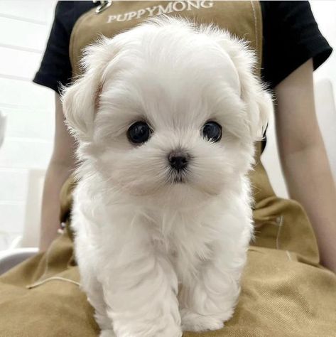 Puppy Teacup, Adorable Kittens Funny, Big Dogs Breeds, Biggest Dog In The World, Teacup Puppy, Tiny Puppy, Biggest Dog, Smartest Dog Breeds, Cute Teacup Puppies