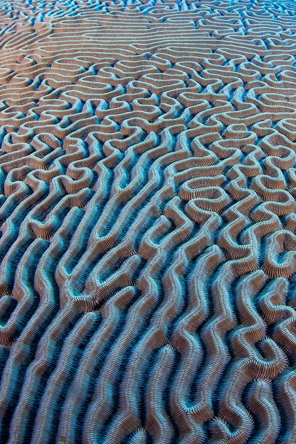 Organic Textures Patterns, Nature Pattern Design Texture, Patterns In Nature Texture Design, Coral Reef Texture, Patterns In Nature Texture Sea Shells, Brain Coral, Leaf Vector, Wind Art, Organic Structure