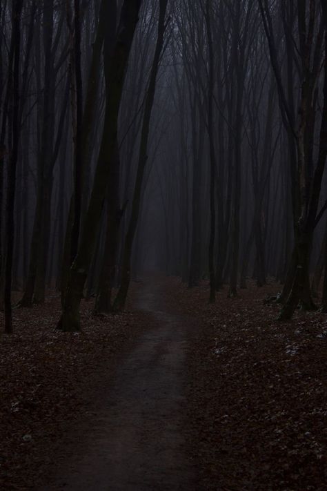 Dark Dense Forest, Core Ali, Dark Trees Aesthetic, Scary Forest Aesthetic, Slenderverse Aesthetic, Ali Core, Creepy Woods, Dark Forests, Dark Trees