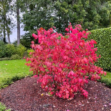 PRICES MAY VARY. 5 Dwarf Burning Bush Shrub Live Plant Cuttings, Burning Bushes And Shrubs Rooted, Burning Bush Live Plants Outdoor Perennials No Ship To CA Burning Bush Shrub, Alabama Garden, Bushes And Shrubs, Burning Bush, Plants Outdoor, Plant Cuttings, Trees And Shrubs, Outdoor Ideas, Backyard Ideas