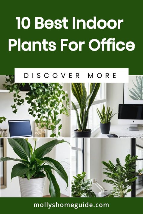 Looking to brighten up your office space? Explore our collection of indoor plants perfect for offices. From low light options to air-purifying varieties, find the best indoor plants that suit your needs. Whether you're a beginner or looking to enhance your indoor plant collection, we have a wide selection available. Discover the benefits of bringing greenery into your workspace and create a beautiful indoor plant decor on your desk or bookshelf. Indoor Plants For Office, Indoor Plant Garden, Plants For Office, Bamboo Palm, English Ivy, Improve Indoor Air Quality, Zz Plant, Rubber Plant, Plant Garden